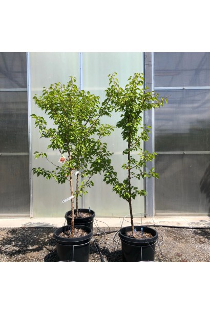 Саджанці Флейвор Делайт в контейнері